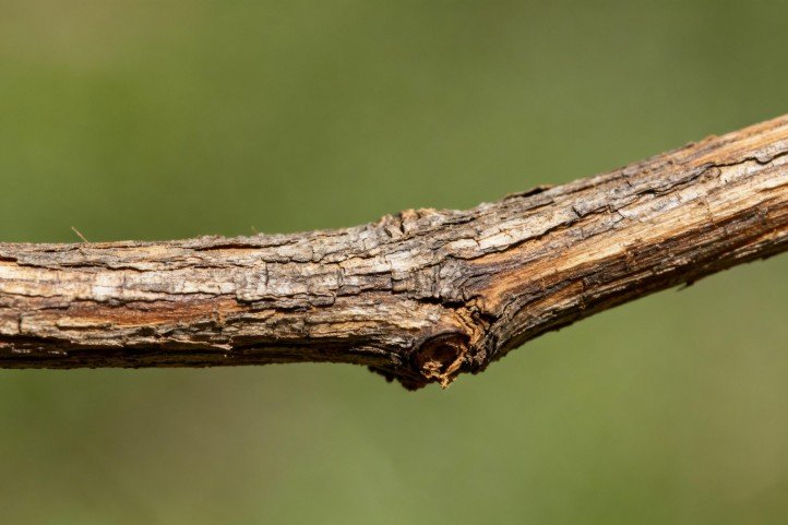 Macro detail of natural rattan cane skin and fibers, showing authentic texture and sheen.